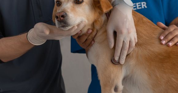 Bulldog Vet - Doctor Checking on a Dog