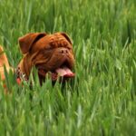 Bulldog - Brown Short Haired Dog on Green Ground Cover Plants during Daytime