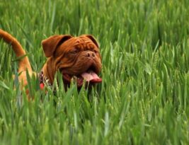 How to Spot an English Bulldog Puppy’s Future Potential?