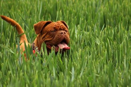 Bulldog - Brown Short Haired Dog on Green Ground Cover Plants during Daytime