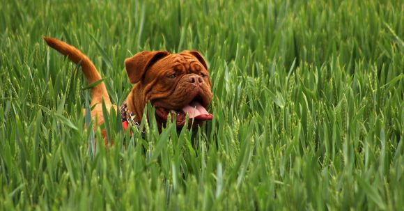 Bulldog - Brown Short Haired Dog on Green Ground Cover Plants during Daytime