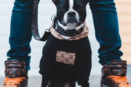 Bulldog - Black and White French Bulldog Puppy