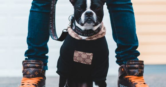 Bulldog - Black and White French Bulldog Puppy