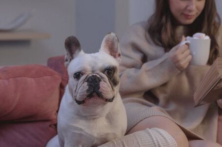 Bulldog - Woman in Brown Sweater Holding White Ceramic Mug Sitting on Couch