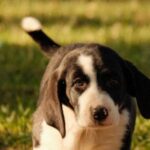 Dog Breeder Tips - Free stock photo of animal, canine, cute