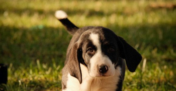 Dog Breeder Tips - Free stock photo of animal, canine, cute