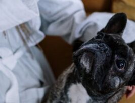 Tips for Training an English Bulldog and Teaching Basic Commands