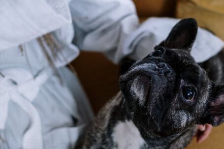 Bulldog Training - A Person Training a French Bulldog