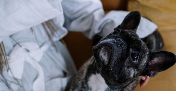 Bulldog Training - A Person Training a French Bulldog