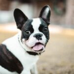 Bulldog - black and white boston terrier puppy