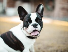 Tips for Traveling with Your English Bulldog Safely and Comfortably