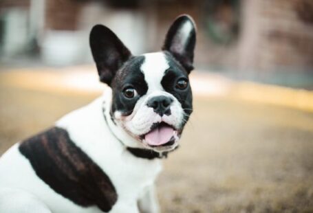 Bulldog - black and white boston terrier puppy