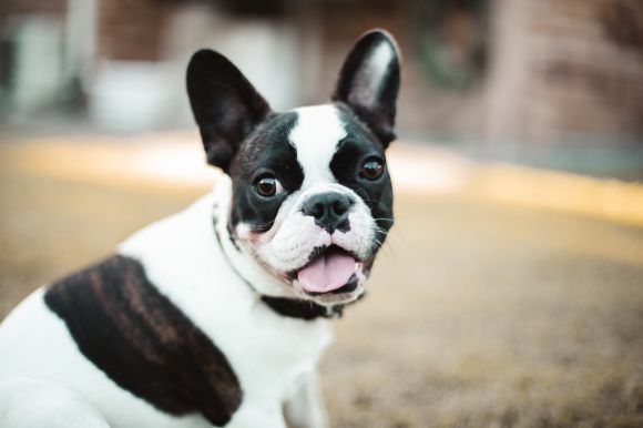 Bulldog - black and white boston terrier puppy