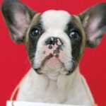 Bulldog Standards - Fench Bulldog with Hanging Signage