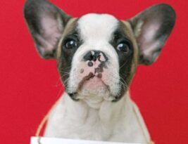 Understanding English Bulldog Breed Standards