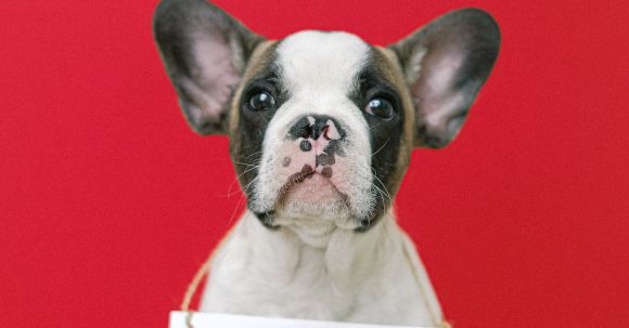 Bulldog Standards - Fench Bulldog with Hanging Signage