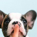 Bulldog Anatomy - White and Black French Bulldog