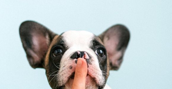 Bulldog Anatomy - White and Black French Bulldog