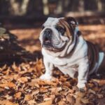 Bulldog - selective focus photography of short-coated white and brown dog on fallen brown leaves during daytime