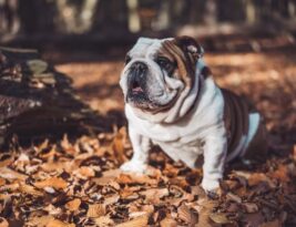Understanding the English Bulldog’s Sensitivity to Extreme Temperatures