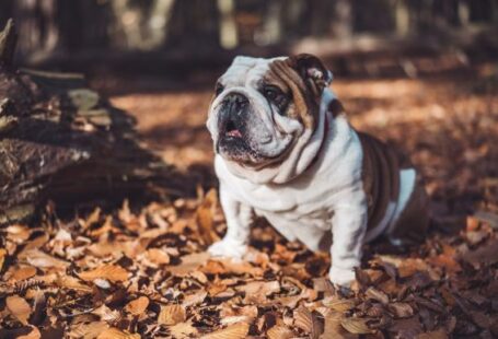 Bulldog - selective focus photography of short-coated white and brown dog on fallen brown leaves during daytime