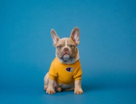 Understanding the English Bulldog’s Tendency for Heat Sensitivity