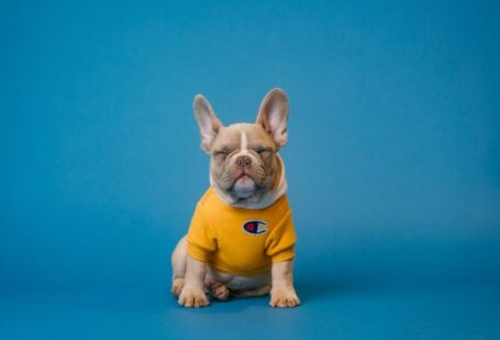 Bulldog - brown french bulldog wearing yellow shirt