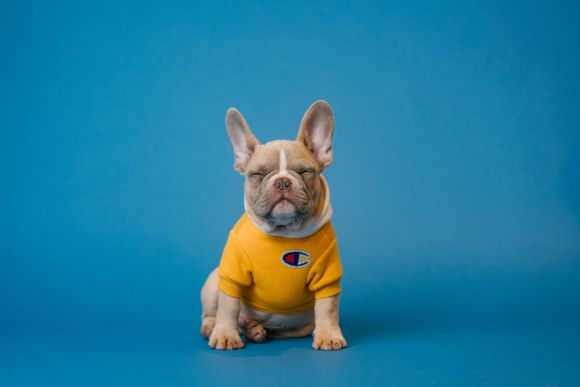 Bulldog - brown french bulldog wearing yellow shirt