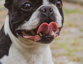 Understanding the Female English Bulldog’s Reproductive Cycle