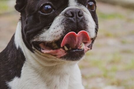 Bulldog - Portrait of Bulldog