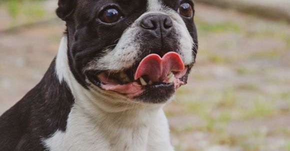 Bulldog - Portrait of Bulldog