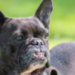 Bulldog - Selective Focus Photo of Adult Black and White French Bulldog