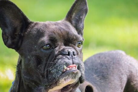 Bulldog - Selective Focus Photo of Adult Black and White French Bulldog
