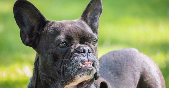 Bulldog - Selective Focus Photo of Adult Black and White French Bulldog