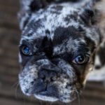 Bulldog - Selective Focus Photography Of Short Coated Dog