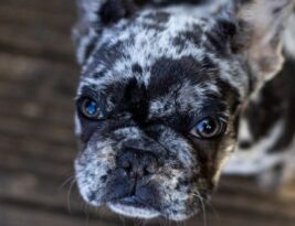 Understanding the Lifespan and Aging Process of English Bulldogs