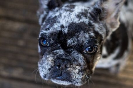 Bulldog - Selective Focus Photography Of Short Coated Dog