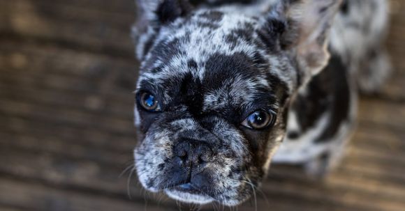 Bulldog - Selective Focus Photography Of Short Coated Dog