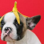 Bulldog Dentistry - Banana Peel on the Head of a French Bulldog