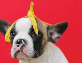 Understanding the Unique Dental Characteristics of English Bulldogs