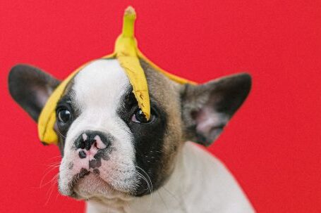 Bulldog Dentistry - Banana Peel on the Head of a French Bulldog