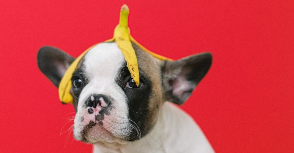 Bulldog Dentistry - Banana Peel on the Head of a French Bulldog