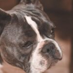 Bulldog - Close Up Photo Of French Bulldog