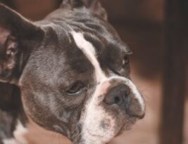What Are the Approved Colors for English Bulldog Coats?