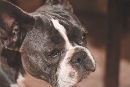 Bulldog - Close Up Photo Of French Bulldog