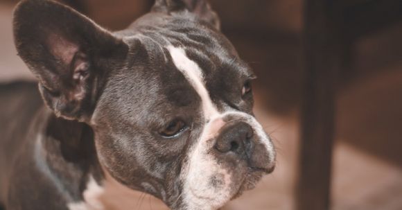 Bulldog - Close Up Photo Of French Bulldog