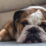 English Bulldog Characteristics - Brown And White Short Coated Dog Lying