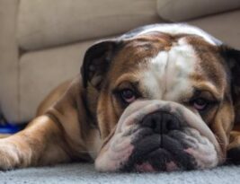 What Are the Characteristics of an English Bulldog?
