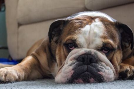 English Bulldog Characteristics - Brown And White Short Coated Dog Lying