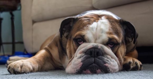 English Bulldog Characteristics - Brown And White Short Coated Dog Lying